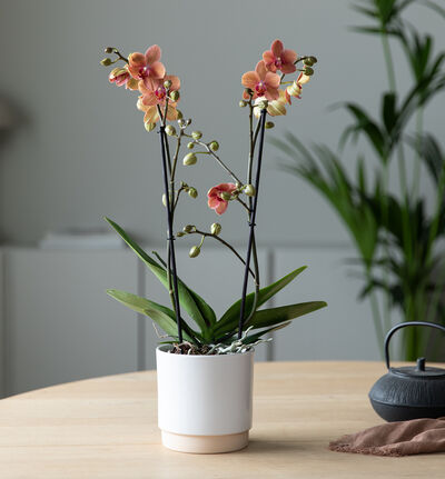 Gyllen orkidé i hvit Linnea  potte